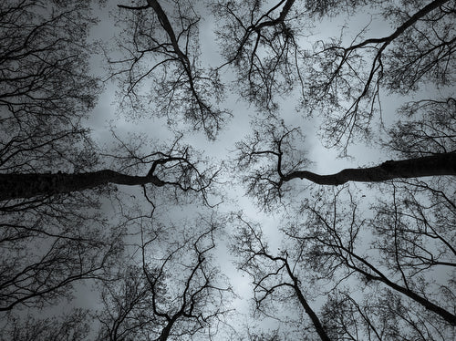 bare | gift print