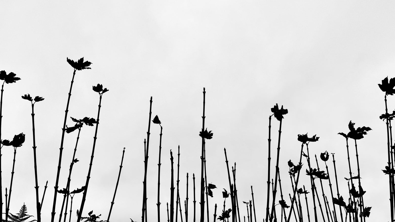 Black silhouette of tall plants against a white background